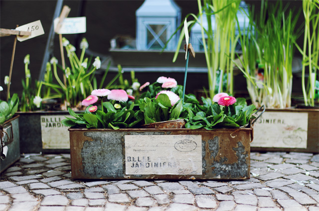 förde fräulein blücherplatz rosa rostig blumenladen kiel vintage