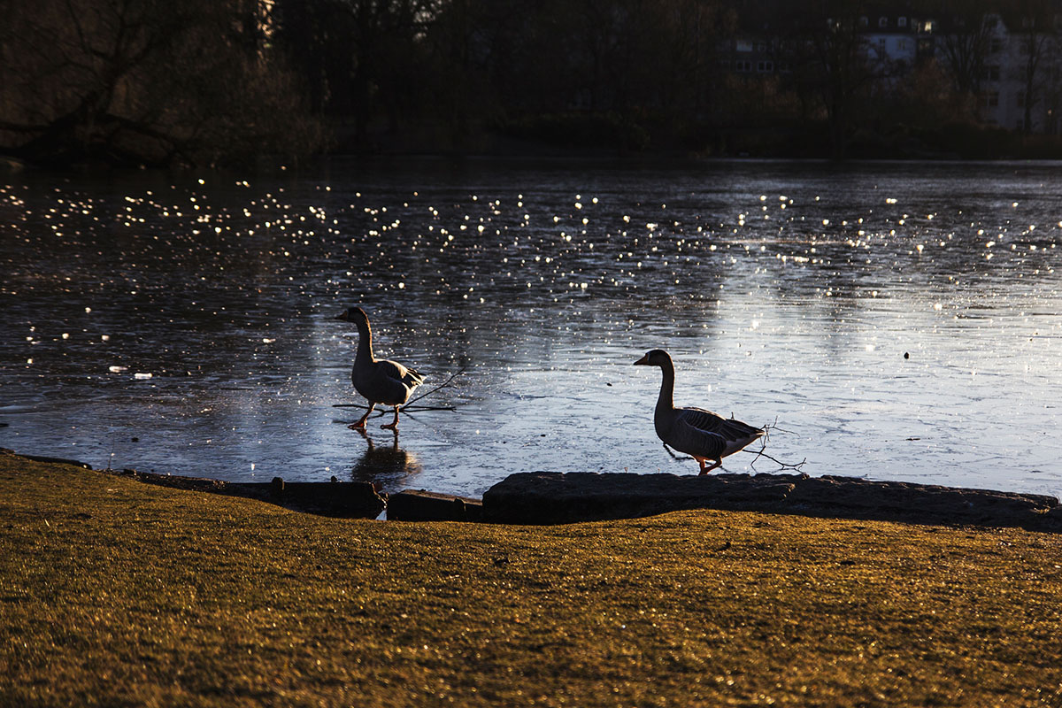 wintertag-kiel-foerdefraeulein-schrevenpark-enten-3