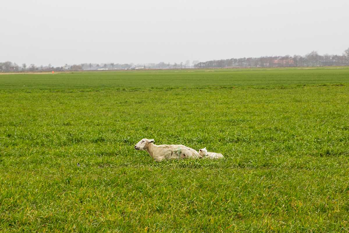 Buesum_Schleswig-Holstein_Dithmarschen_FoerdeFraeulein_Guide_Kurztrip_39