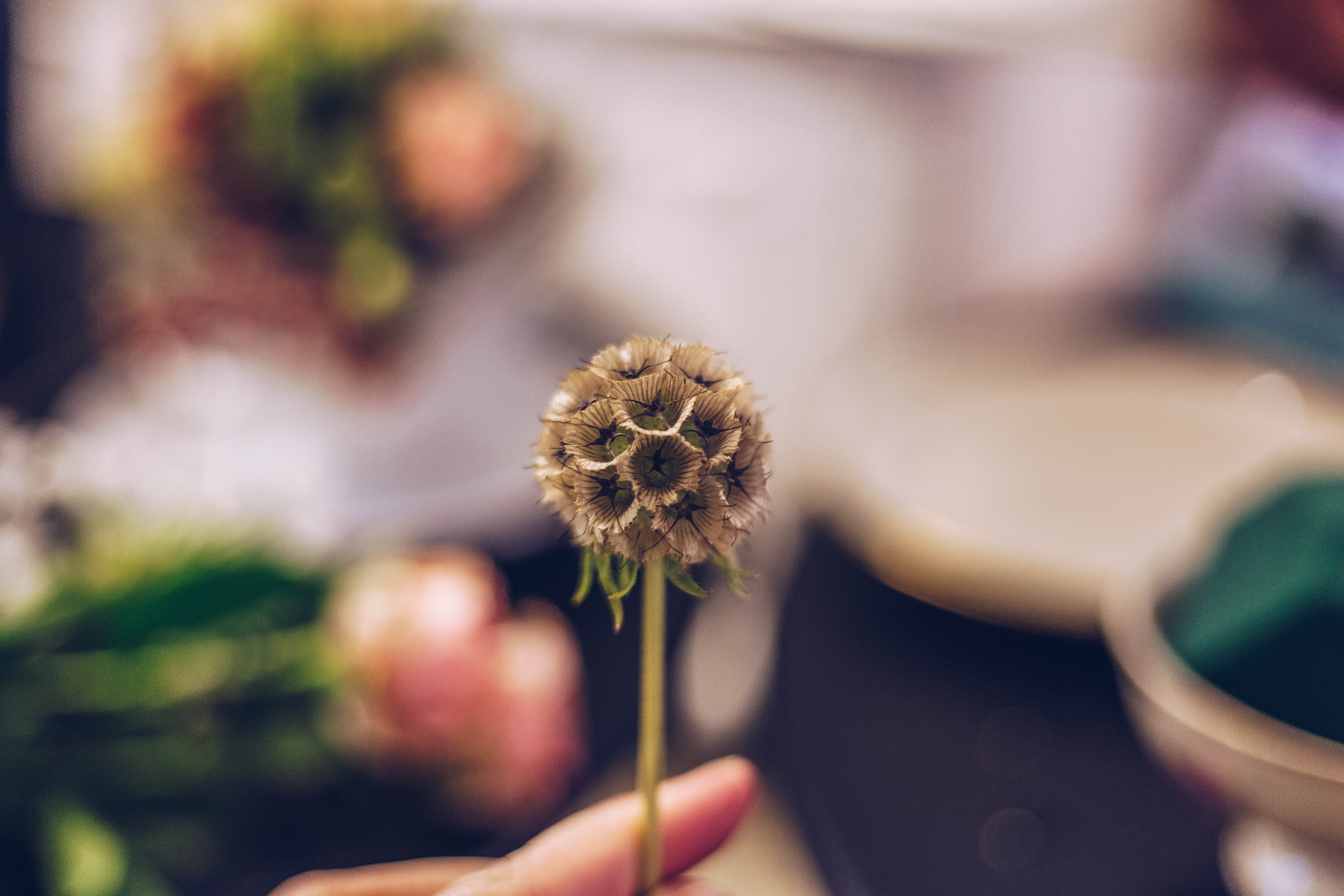 Bei einem Floristik-Workshop im Laden Raumzutat in Kiel zeigt dir Floristin Oleksandra wie du kleine, florale Kunstwerke selbst gestalten kannst.