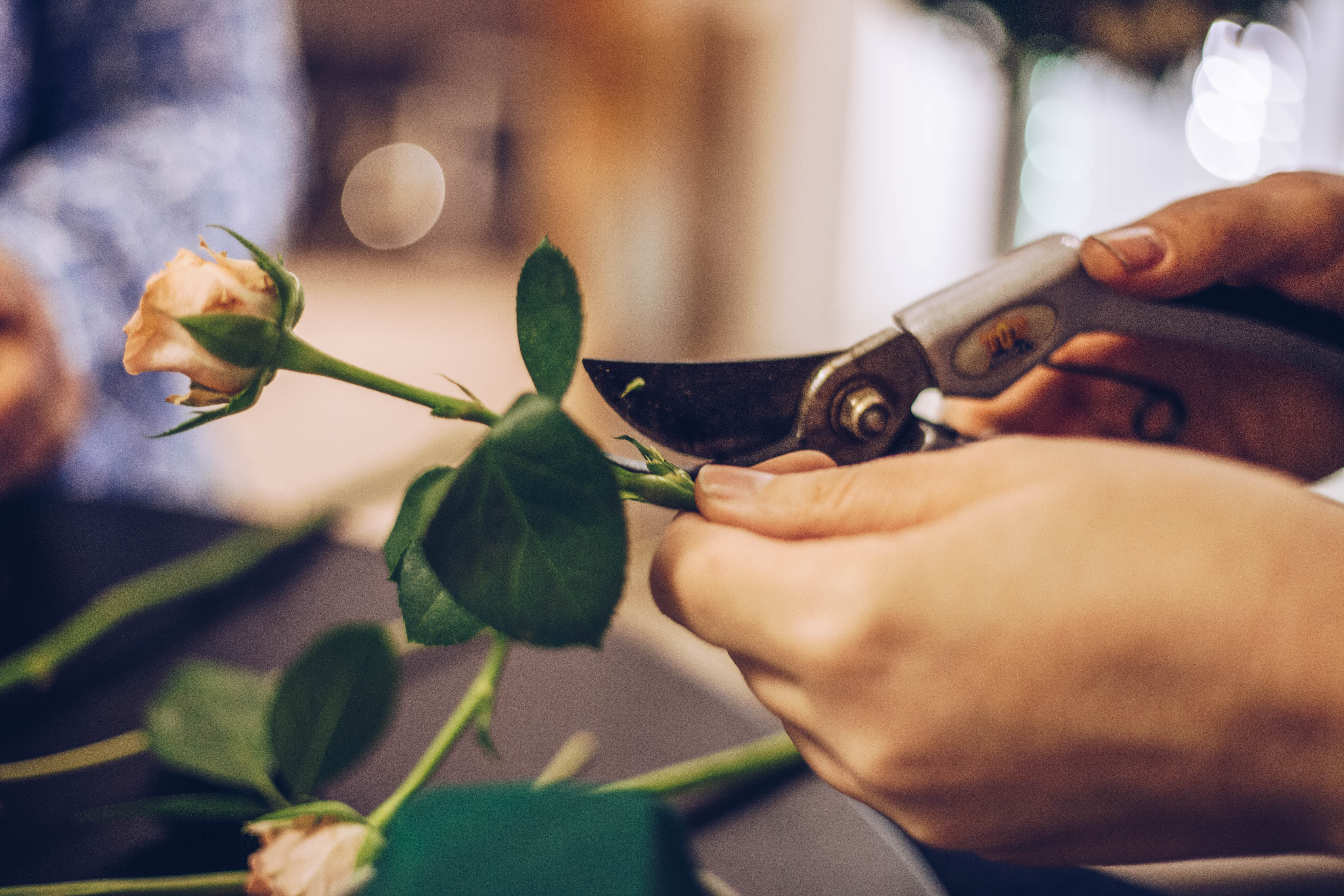 Bei einem Floristik-Workshop im Laden Raumzutat in Kiel zeigt dir Floristin Oleksandra wie du kleine, florale Kunstwerke selbst gestalten kannst.