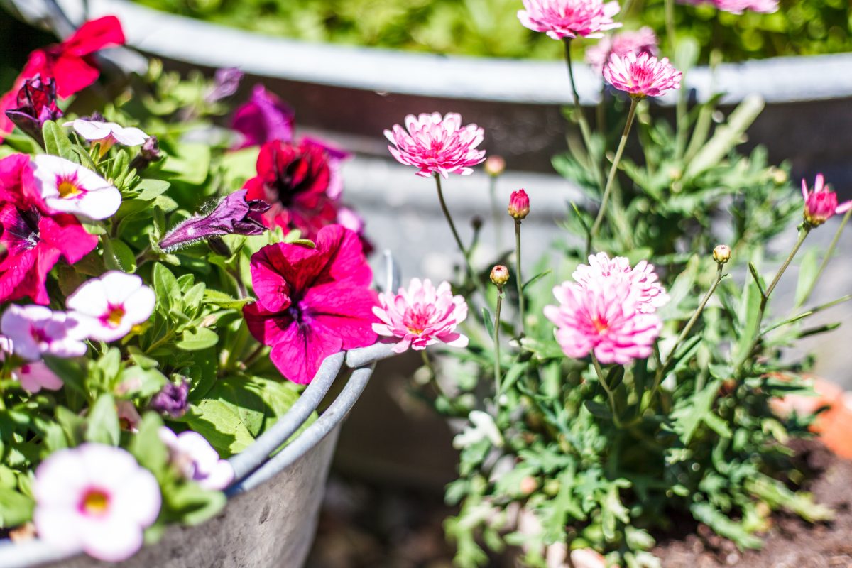 So wohnt der Norden: Eine Garten-Homestory aus Schönberg