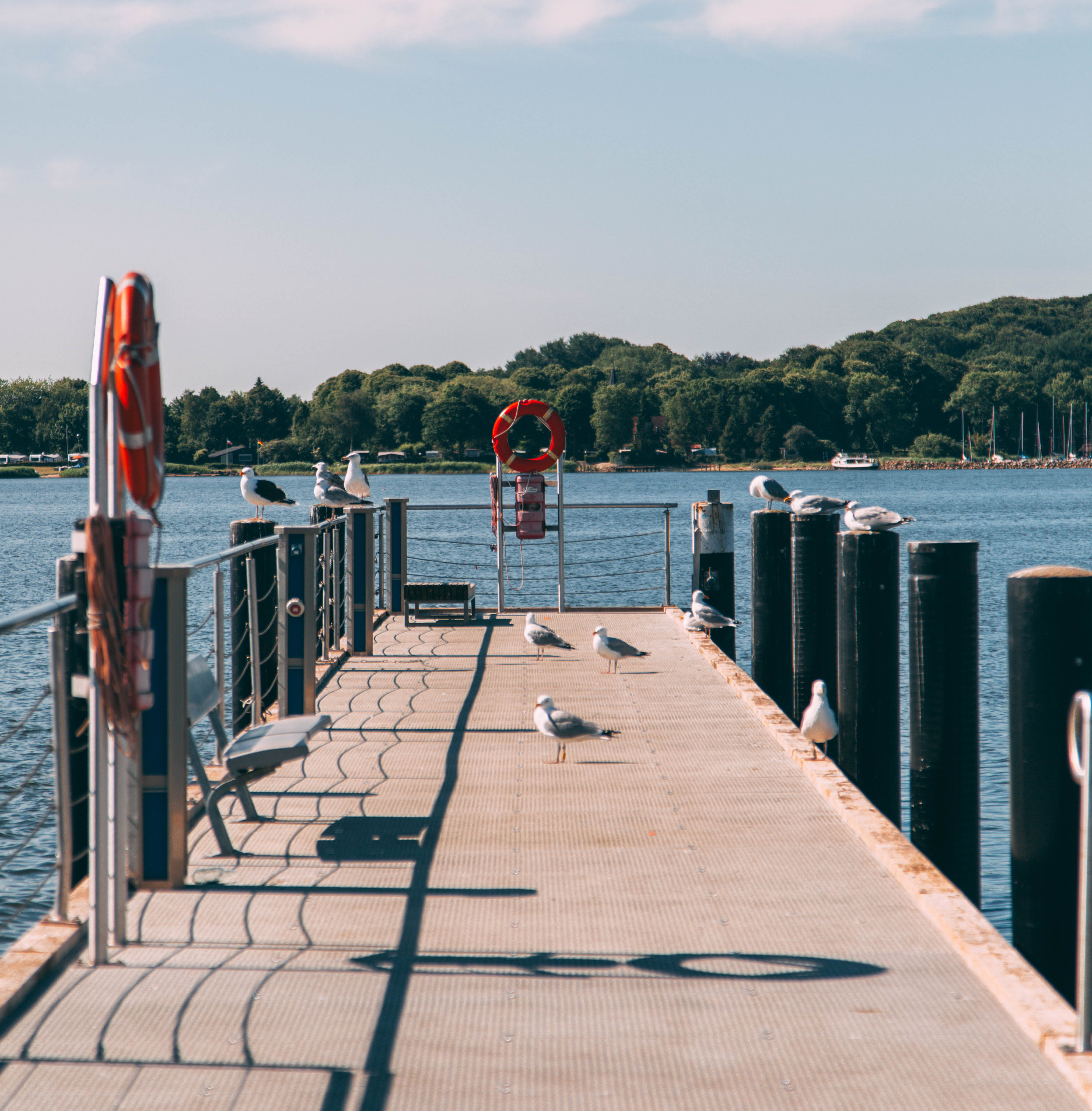 Möwen auf einem Steg am Hafen von Schleswig