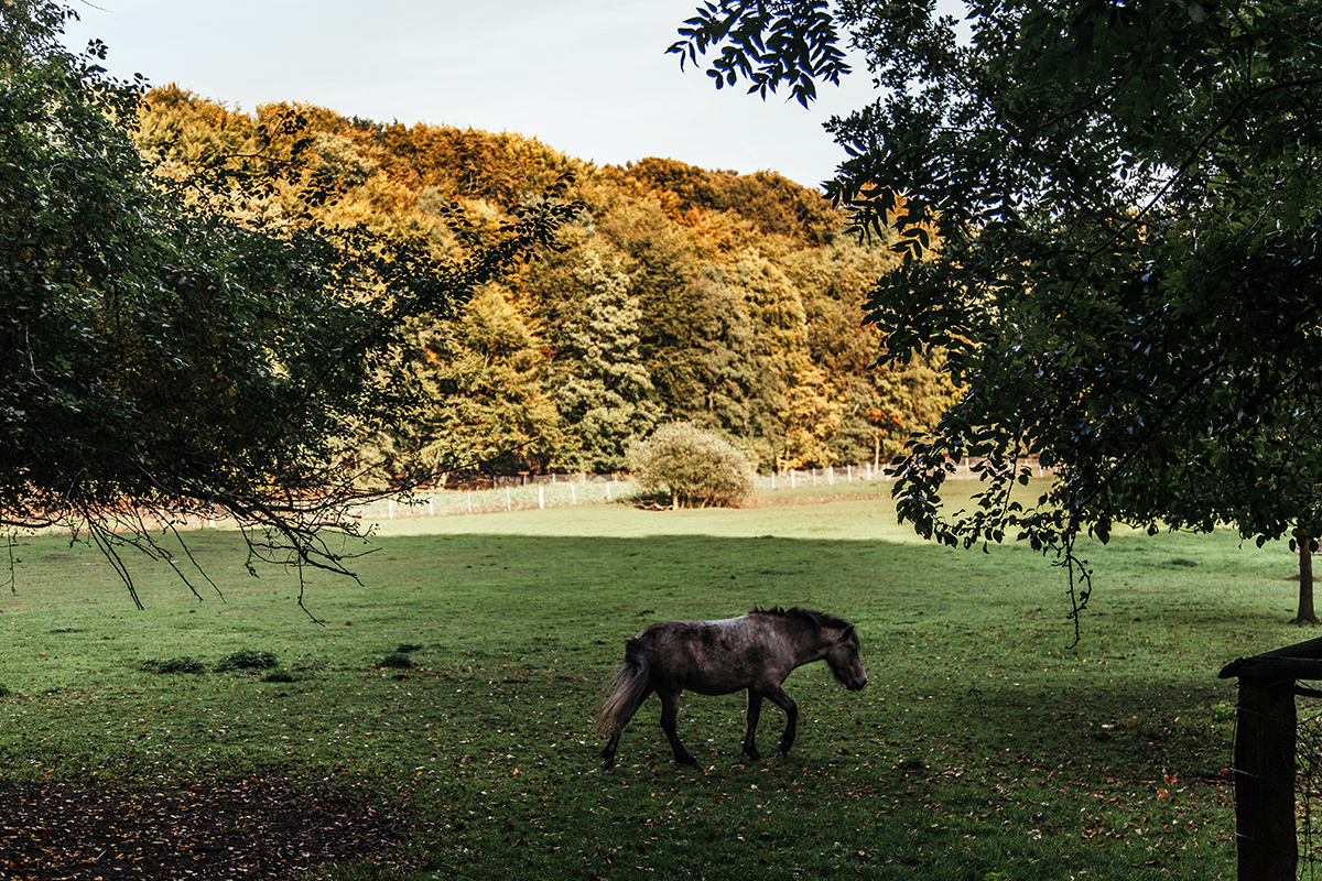 Herbstkranz_DIY_Kiel_Tannenberger-Gehoelz_Herbst