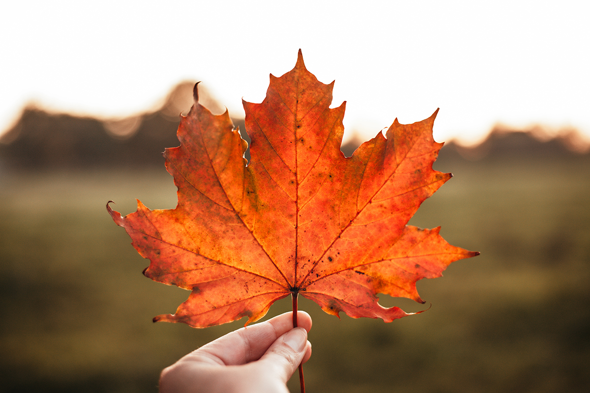 Herbstkranz_DIY_Kiel_Tannenberger-Gehoelz_Herbst