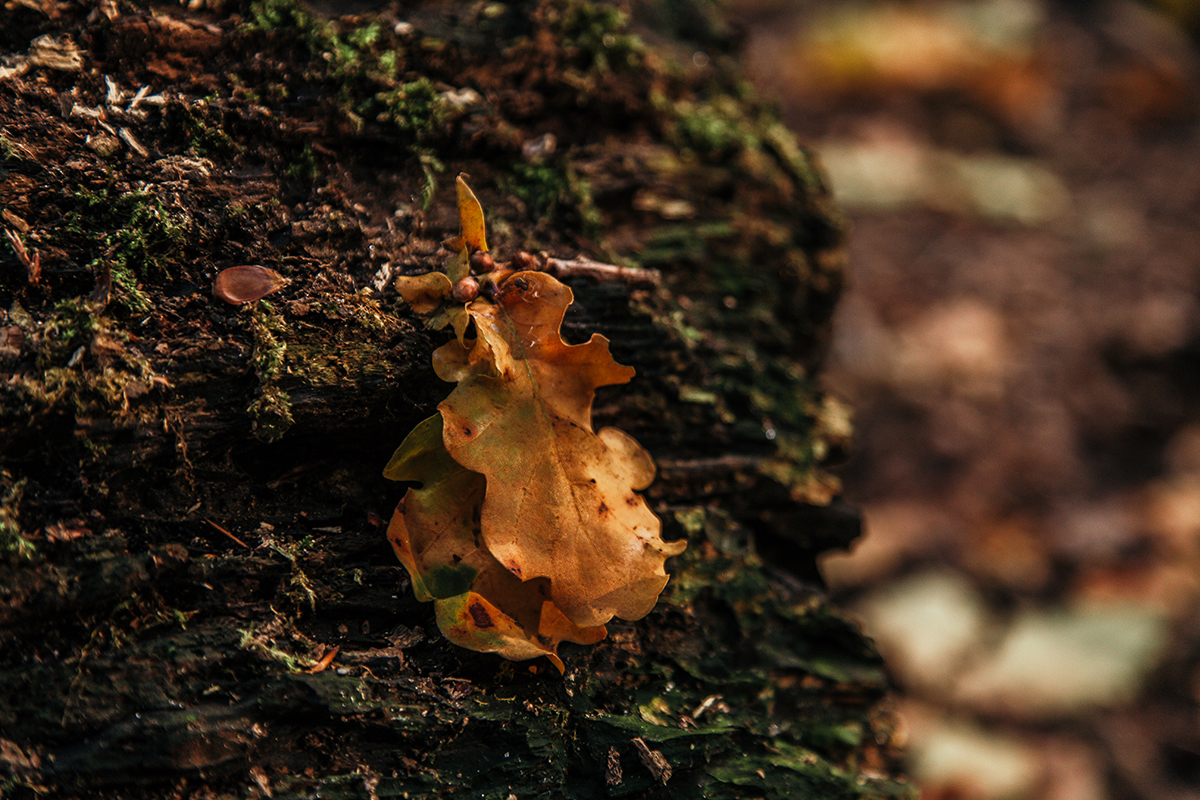 Herbstkranz_DIY