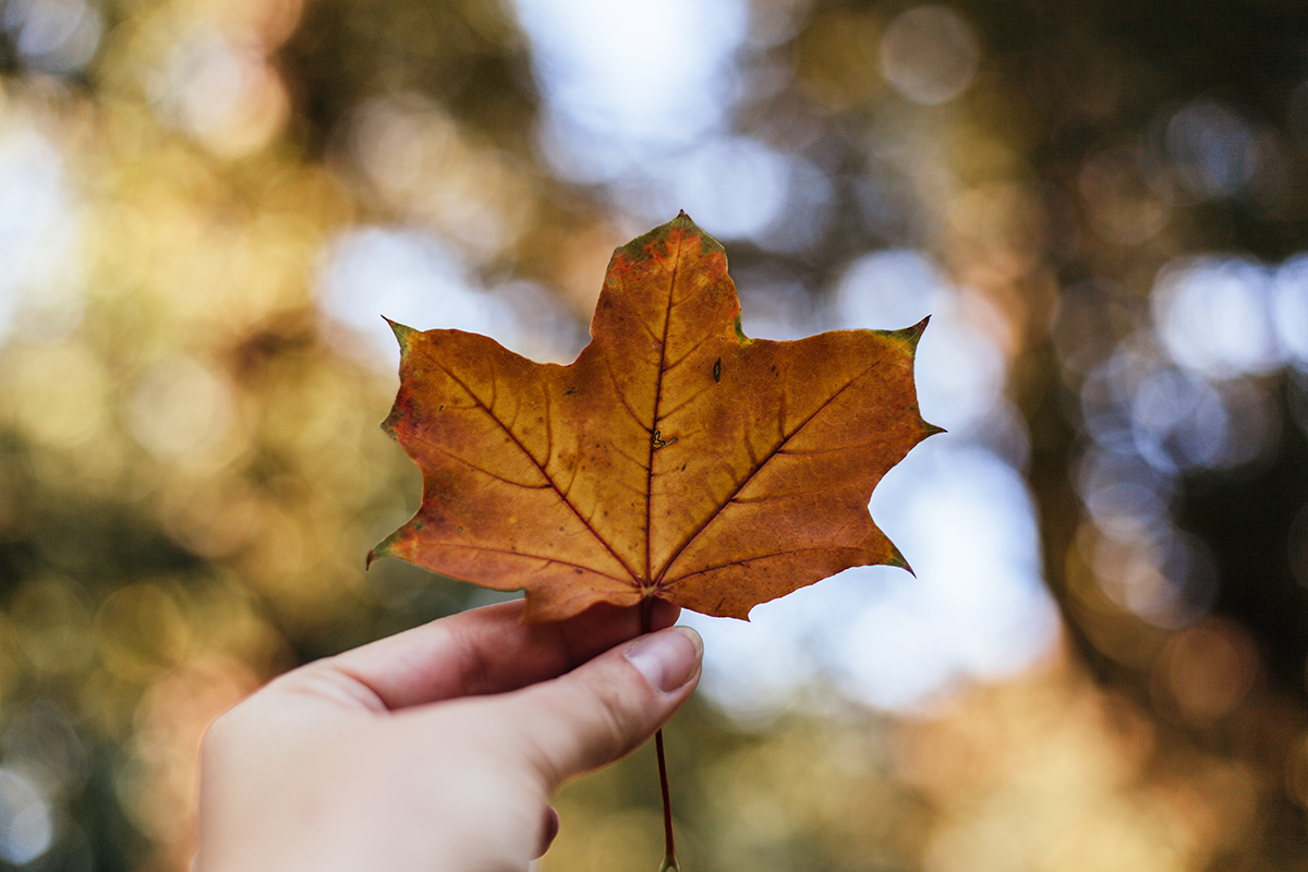 Eine Hand hält ein Blatt in die Luft