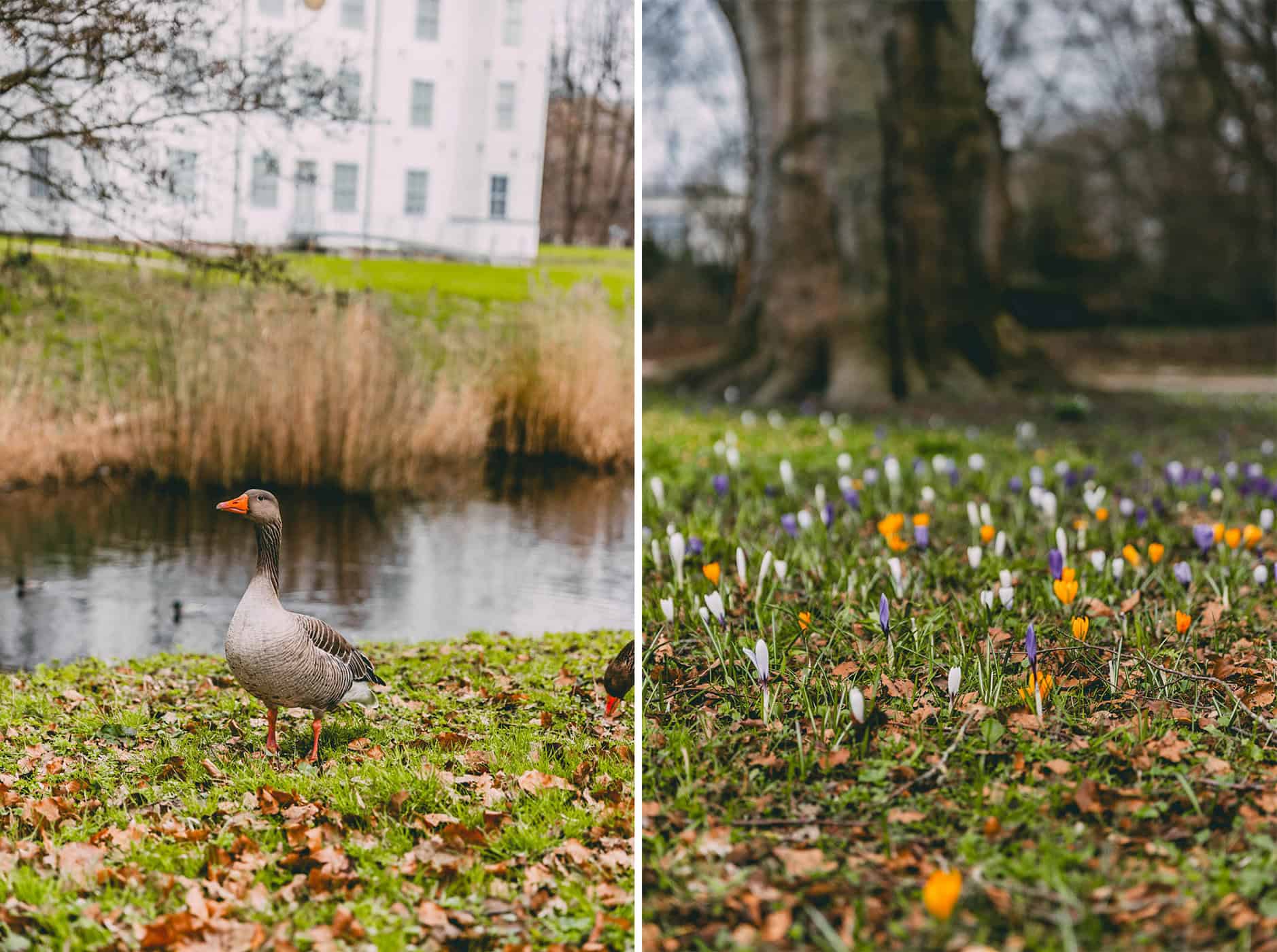 Gänse und Krokusse im Schlossgarten des Schlosses von Ahrensburg