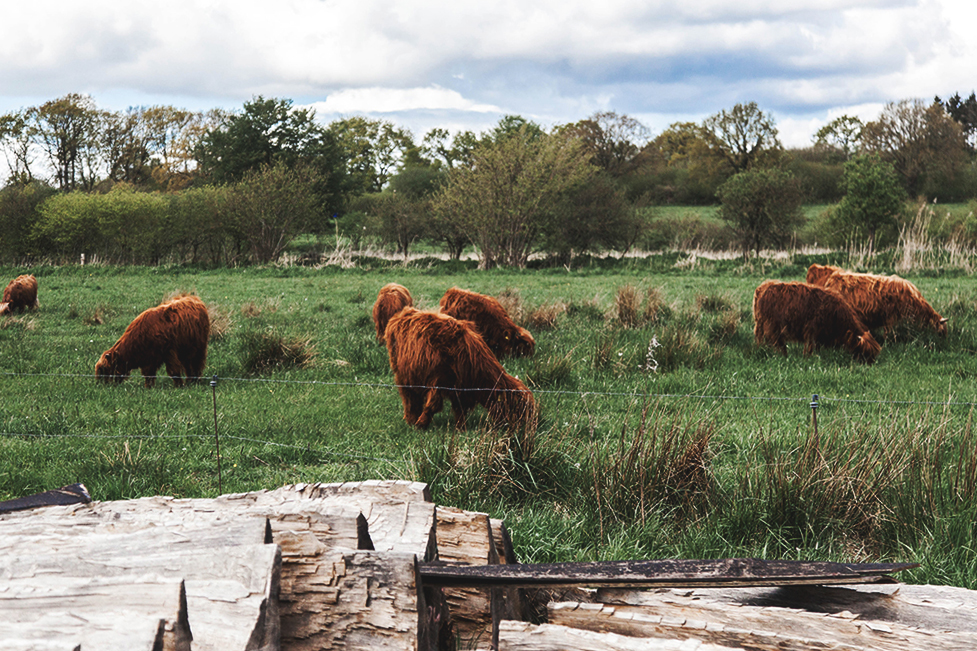 Haithabu_Wikinger_Museum_Schleswig_Odins_Galloways