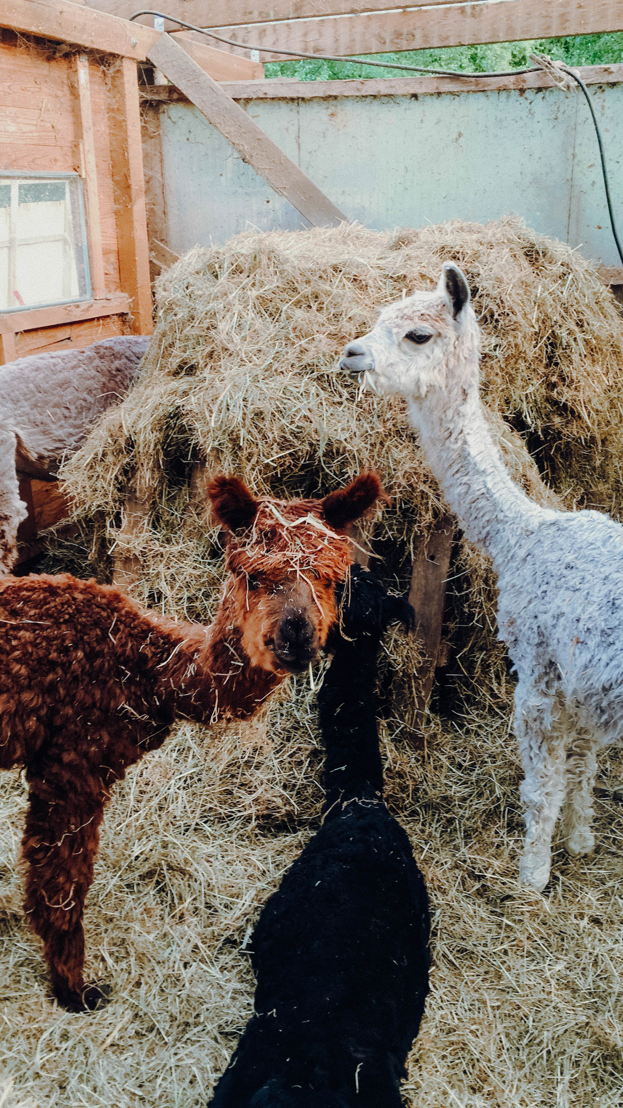 Wir sind nach Aukrug zur kleinen Wunderwiese gefahren und sind auf Wanderschaft mit Lamas und Alpakas gegangen