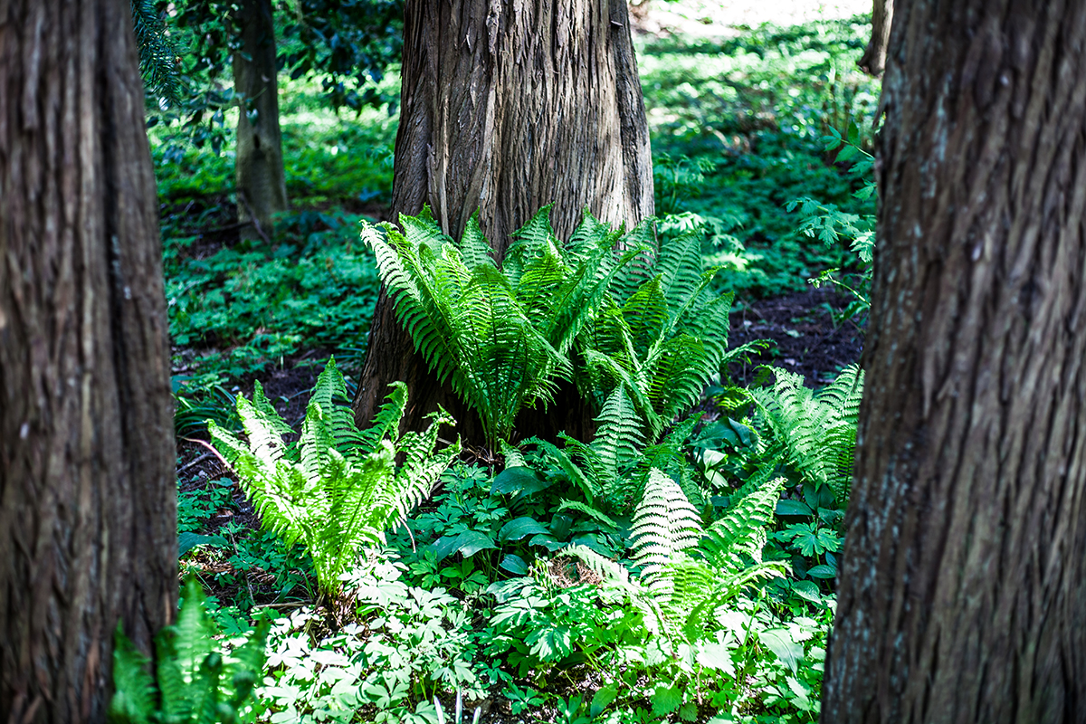 Lieblingsecken in Kiel: Der Alte Botanische Garten