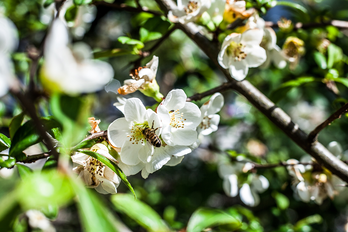 Lieblingsecken in Kiel: Der Alte Botanische Garten