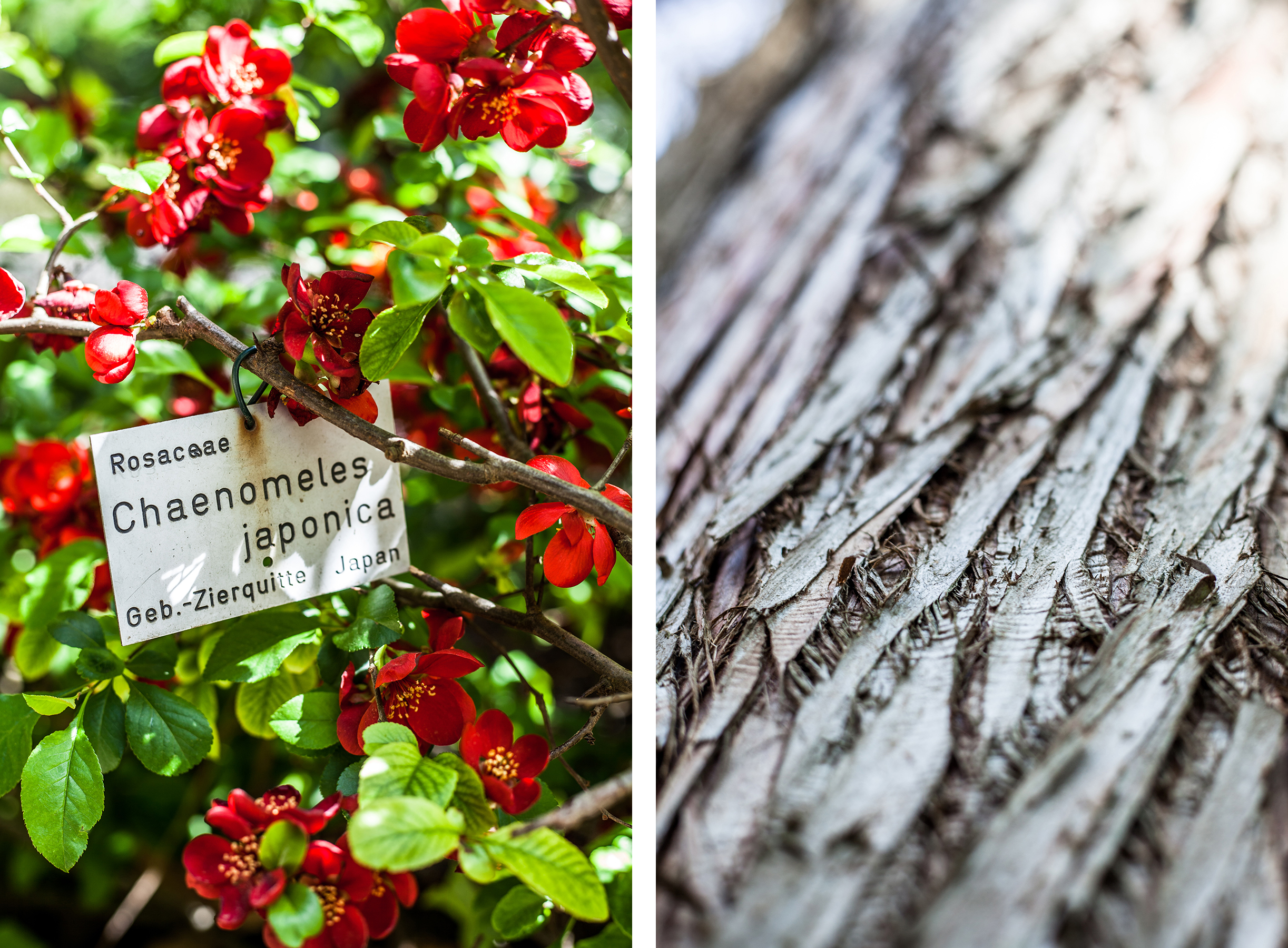 Lieblingsecken in Kiel: Der Alte Botanische Garten