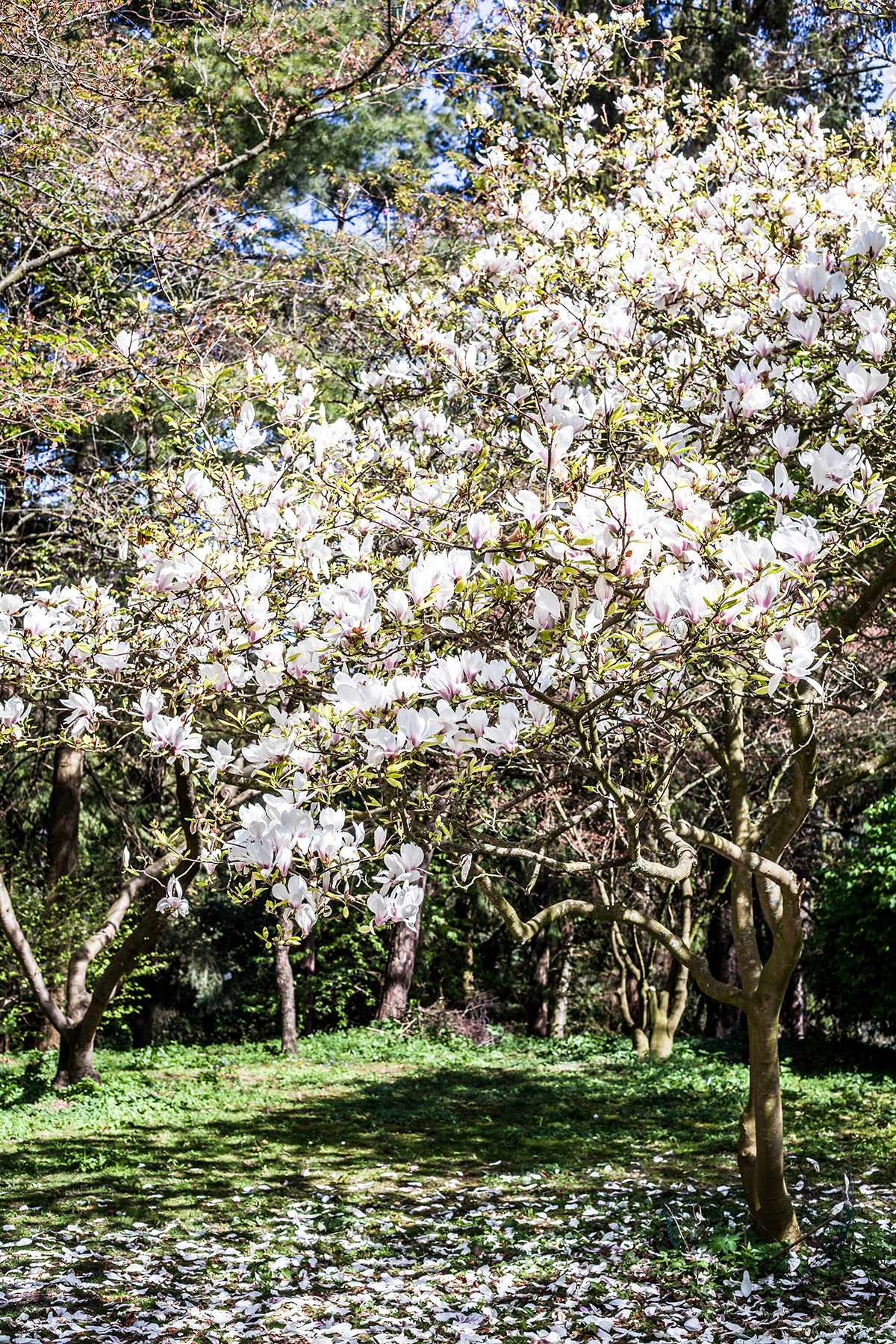 Lieblingsecken in Kiel: Der Alte Botanische Garten