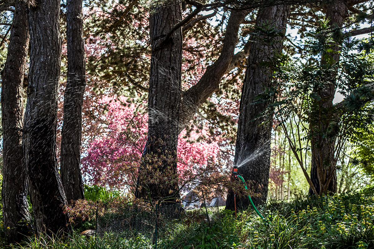 Lieblingsecken in Kiel: Der Alte Botanische Garten