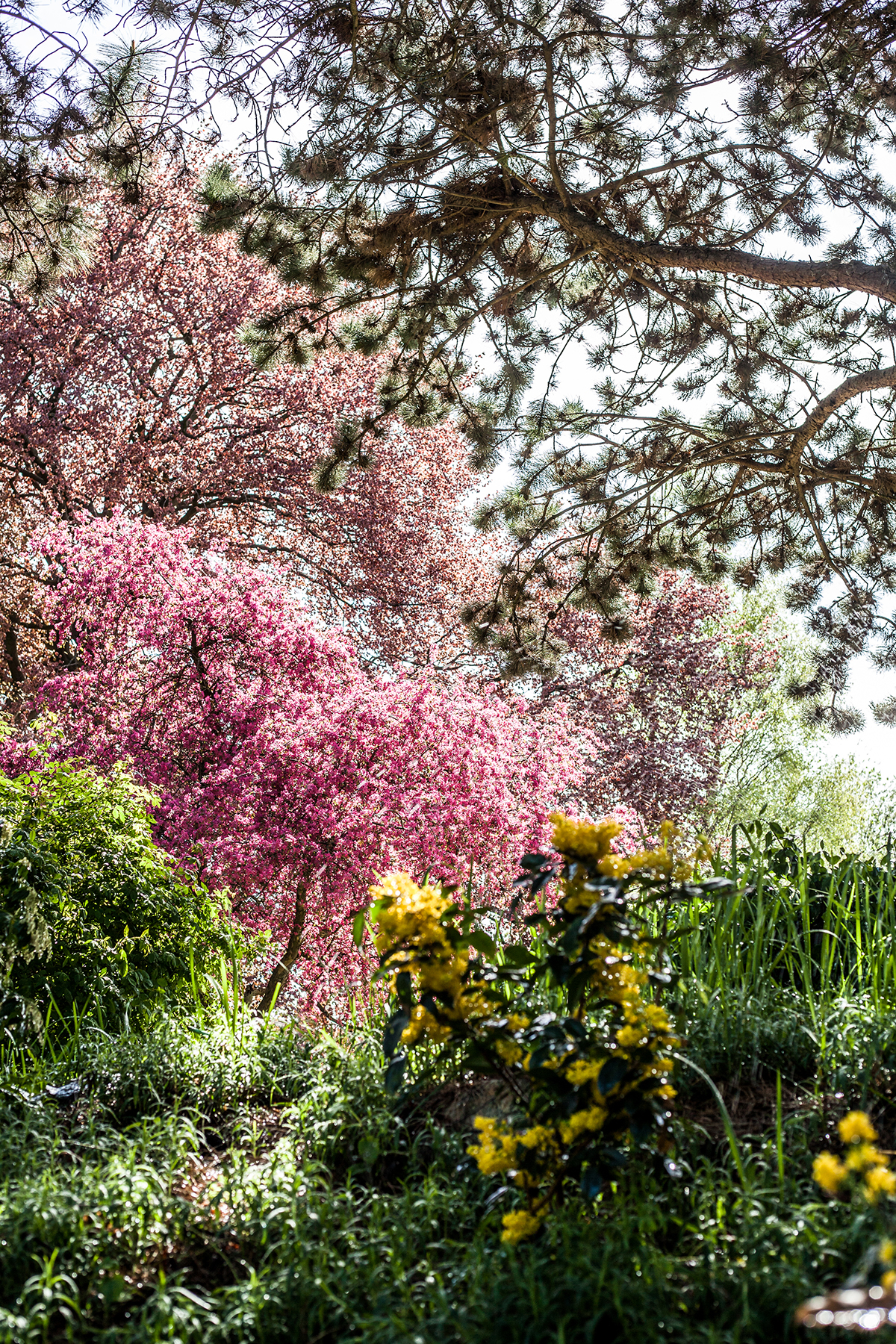 Lieblingsecken in Kiel: Der Alte Botanische Garten