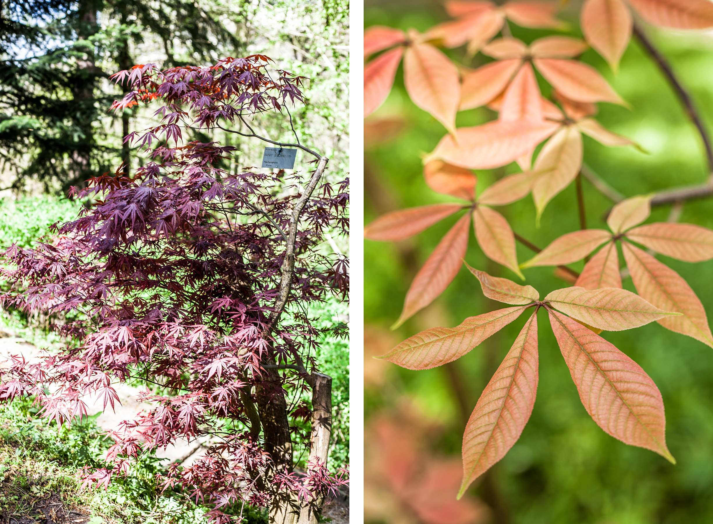 Lieblingsecken in Kiel: Der Alte Botanische Garten