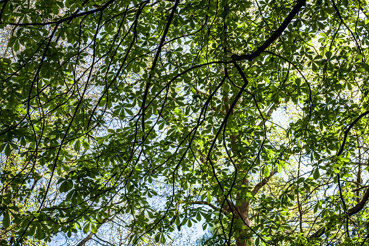 Lieblingsecken in Kiel: Der Alte Botanische Garten