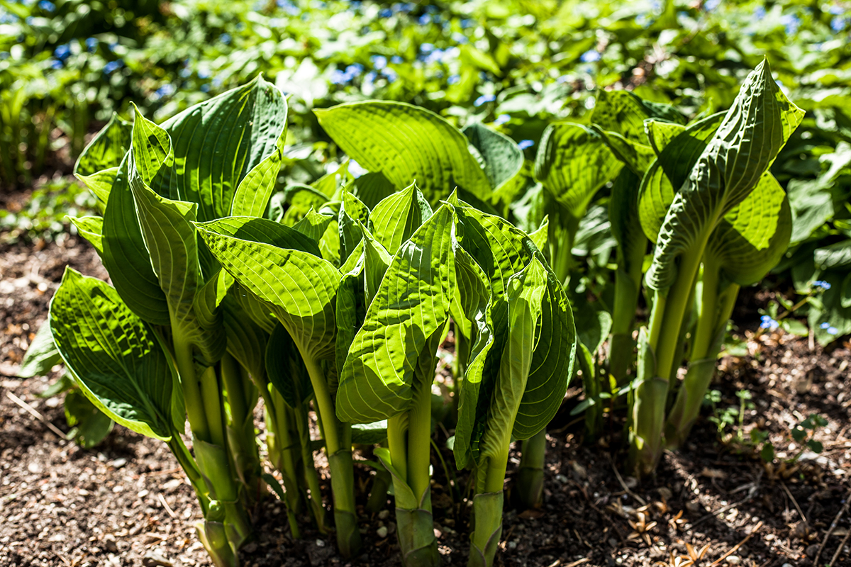 Lieblingsecken in Kiel: Der Alte Botanische Garten