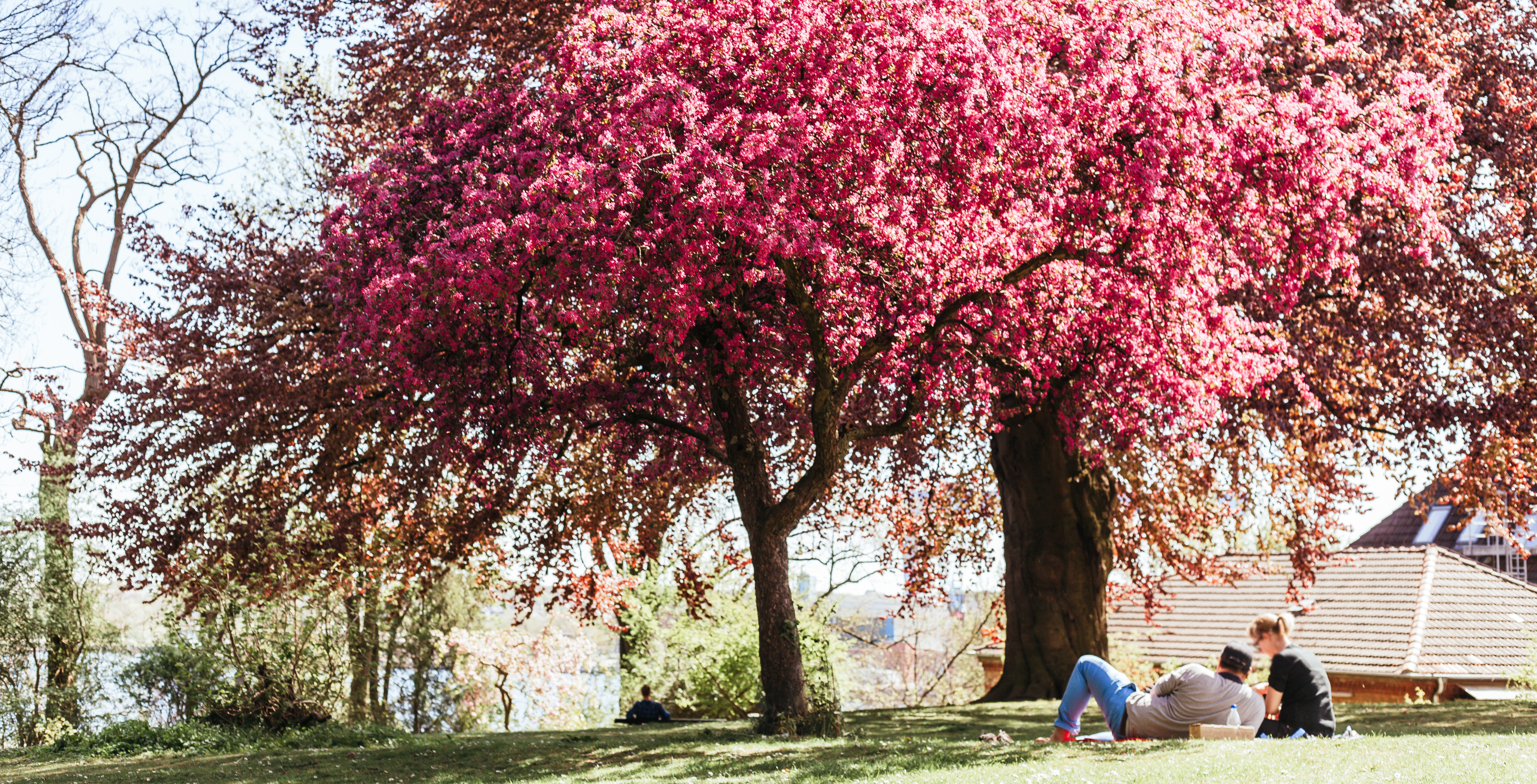 Lieblingsecken in Kiel: Der Alte Botanische Garten