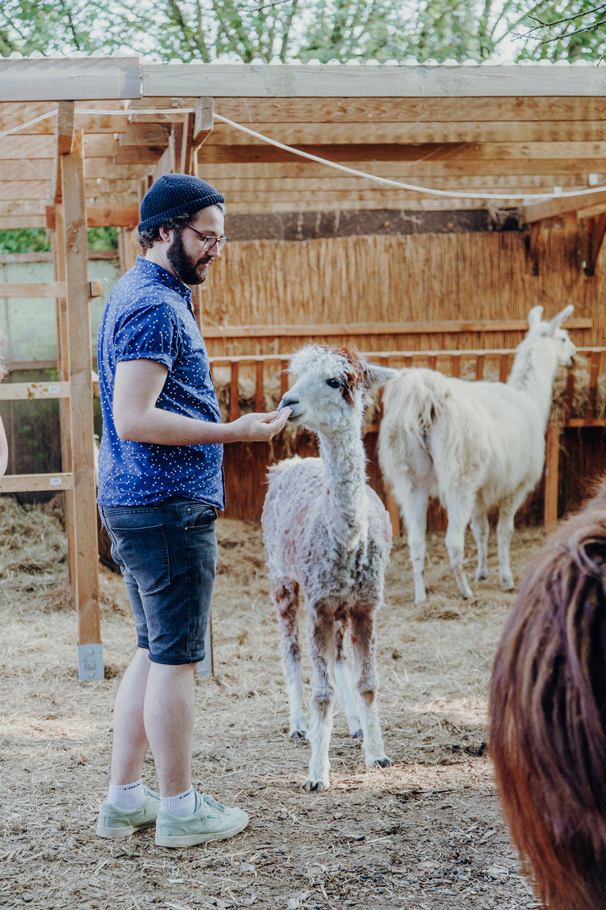 Ein Spaziergang mit Alpakas und Lamas in Schleswig-Holstein