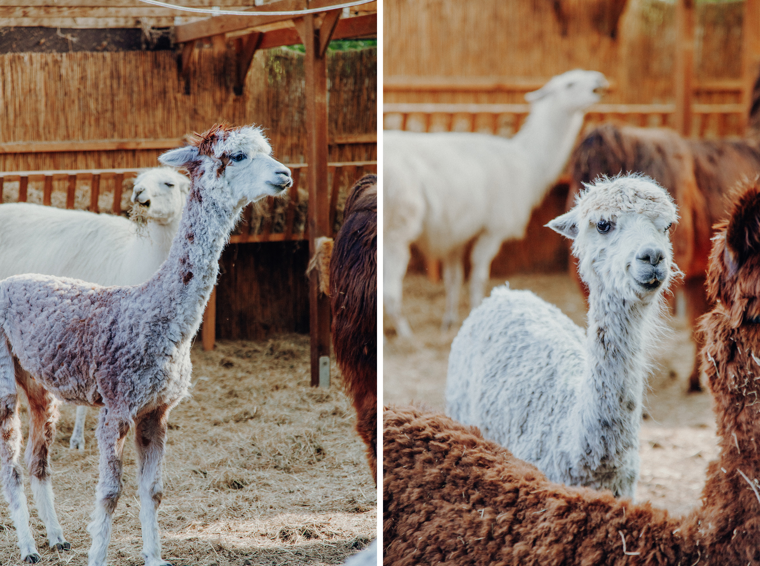 Wir sind nach Aukrug zur kleinen Wunderwiese gefahren und sind auf Wanderschaft mit Lamas und Alpakas gegangen