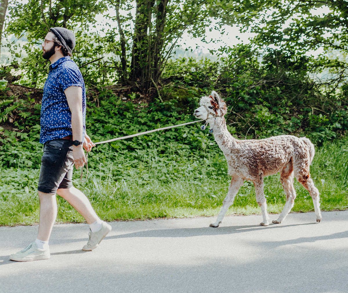 Wir sind nach Aukrug zur kleinen Wunderwiese gefahren und sind auf Wanderschaft mit Lamas und Alpakas gegangen