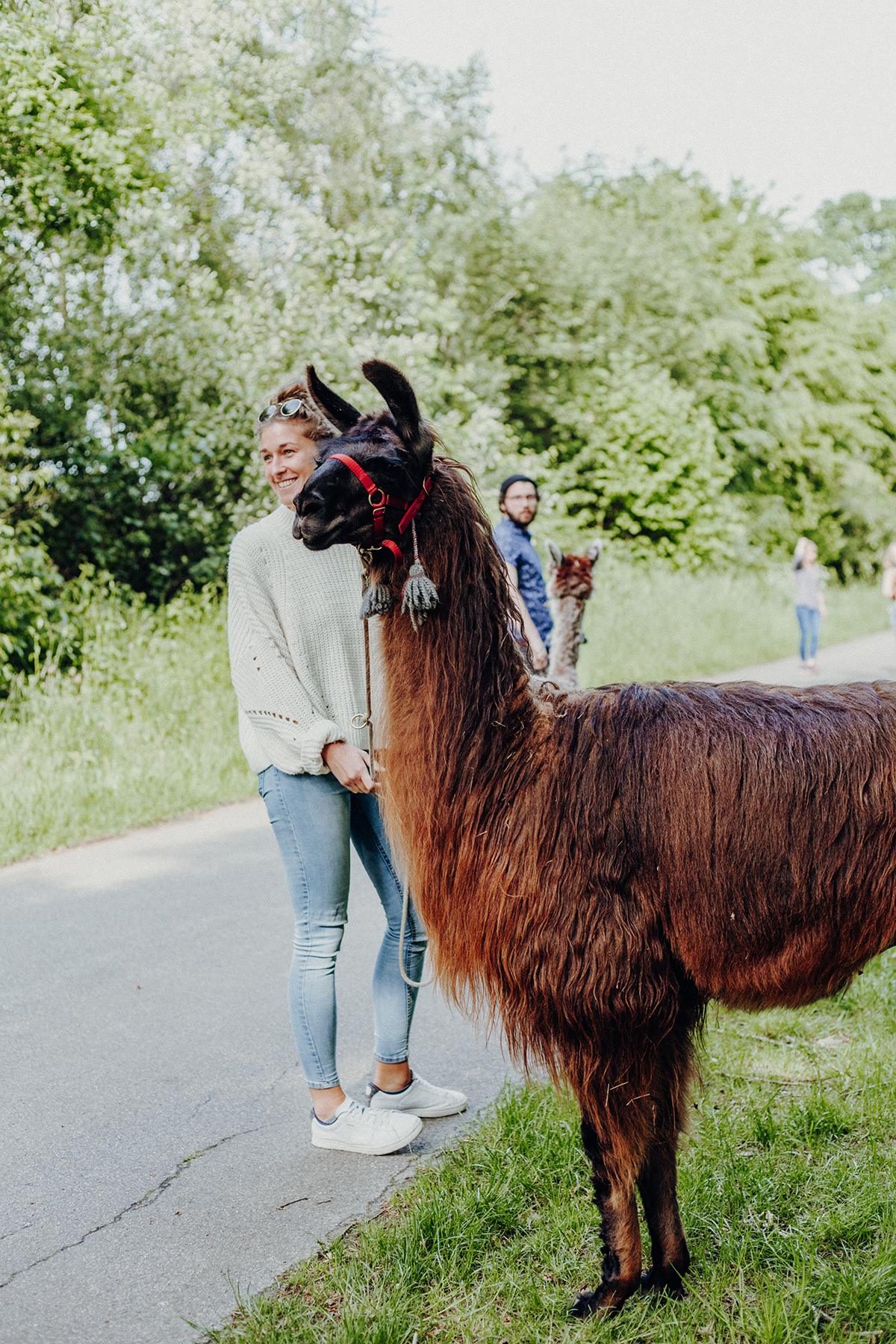 Wir sind nach Aukrug zur kleinen Wunderwiese gefahren und sind auf Wanderschaft mit Lamas und Alpakas gegangen