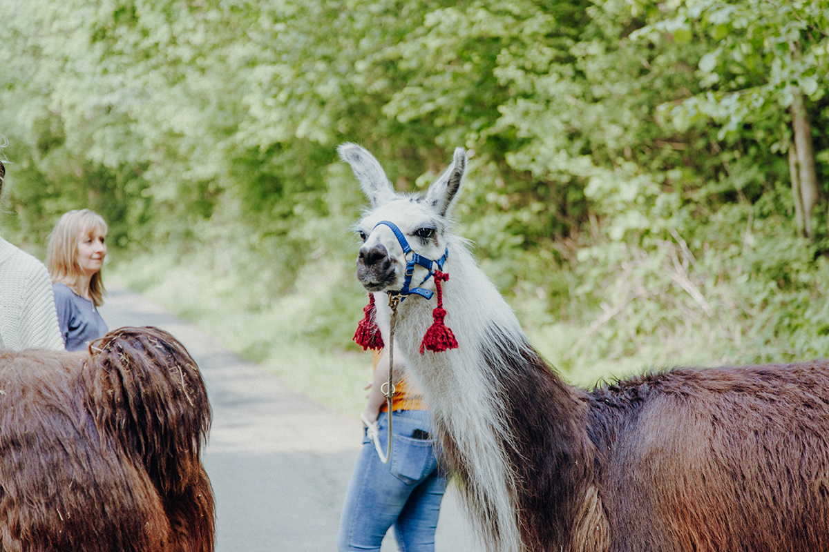 Wir sind nach Aukrug zur kleinen Wunderwiese gefahren und sind auf Wanderschaft mit Lamas und Alpakas gegangen