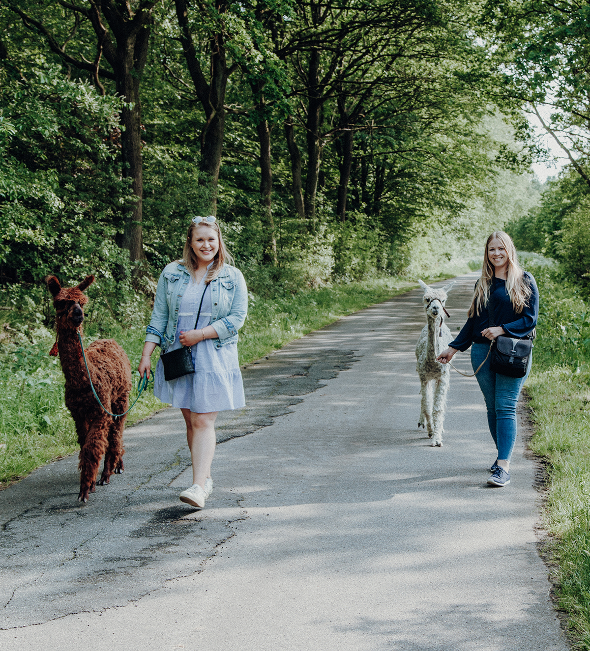 Ein Spaziergang mit Alpakas und Lamas in Schleswig-Holstein