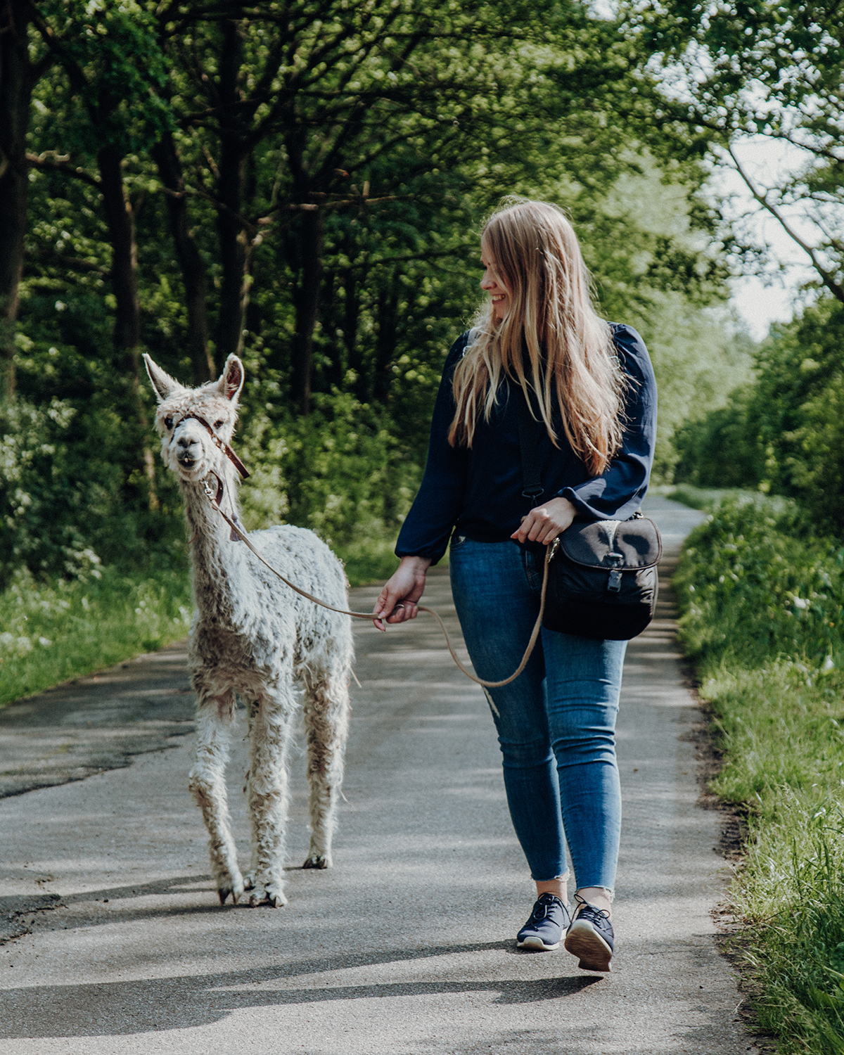 Ein Spaziergang mit Alpakas und Lamas in Schleswig-Holstein