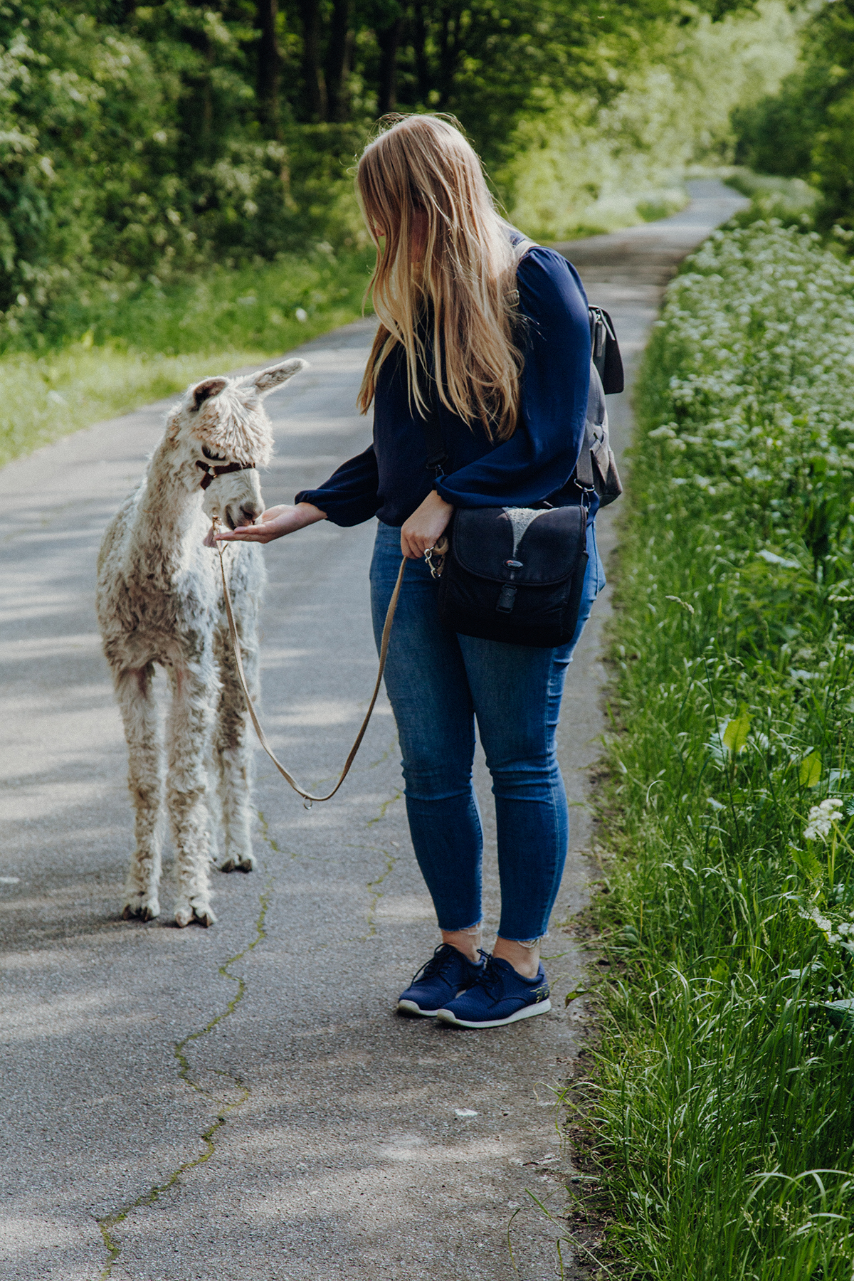 Wir sind nach Aukrug zur kleinen Wunderwiese gefahren und sind auf Wanderschaft mit Lamas und Alpakas gegangen