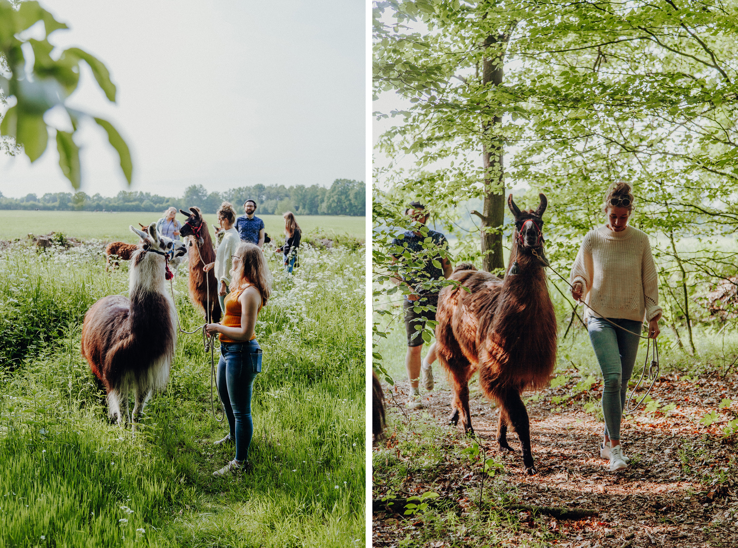 Wir sind nach Aukrug zur kleinen Wunderwiese gefahren und sind auf Wanderschaft mit Lamas und Alpakas gegangen