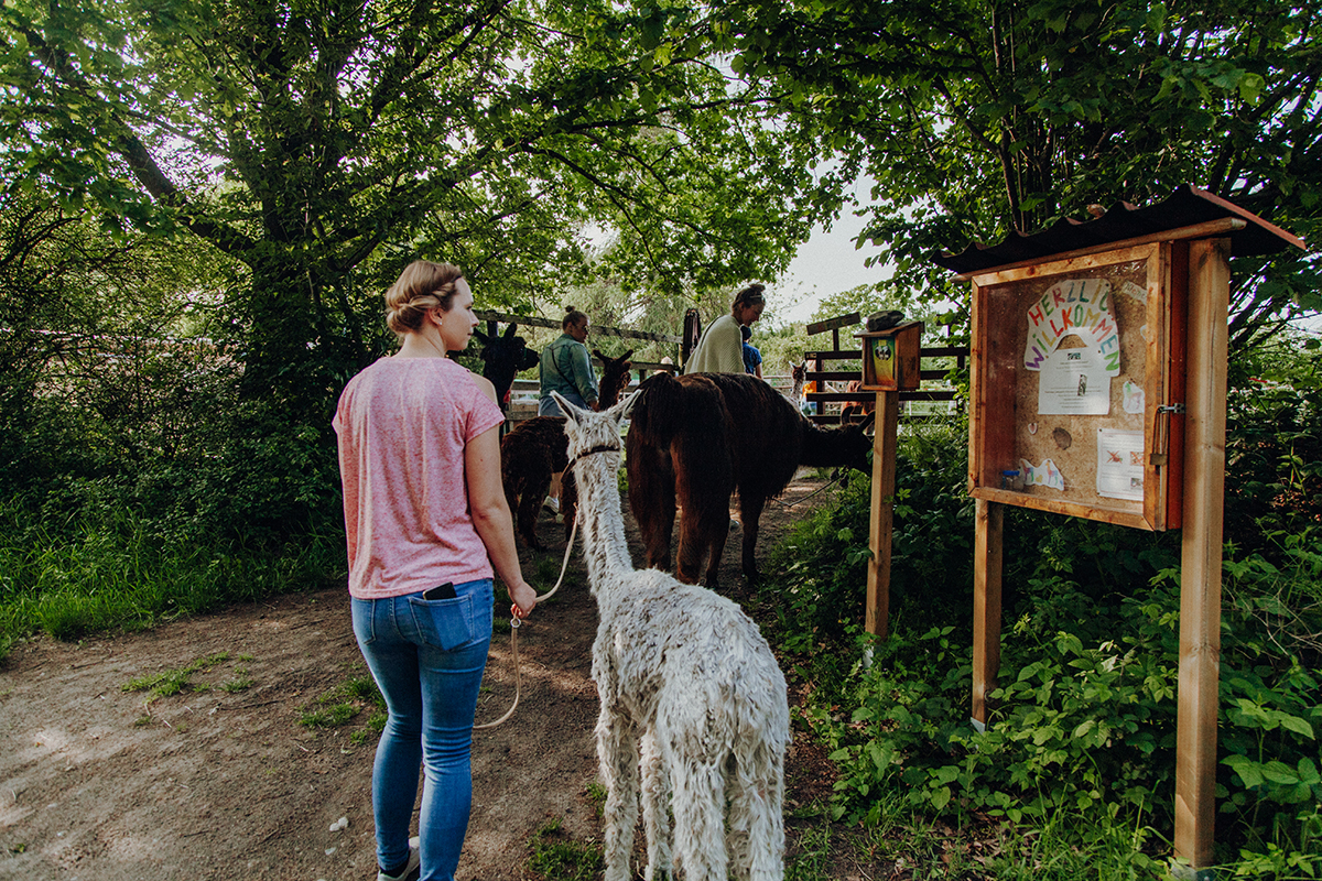 Ein Spaziergang mit Alpakas und Lamas in Schleswig-Holstein