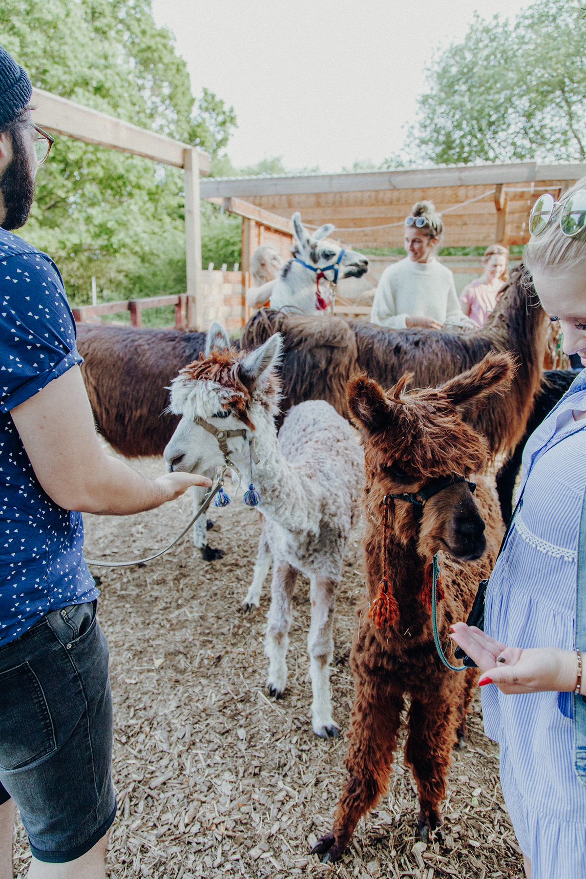 Ein Spaziergang mit Alpakas und Lamas in Schleswig-Holstein