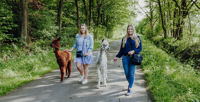 Ein Spaziergang mit Alpakas und Lamas in Schleswig-Holstein