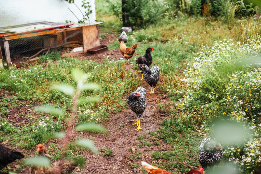 So wohnt der Norden: 3 Generationen unter einem Reetdach - Förde Fräulein