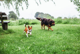 So wohnt der Norden: 3 Generationen unter einem Reetdach - Förde Fräulein
