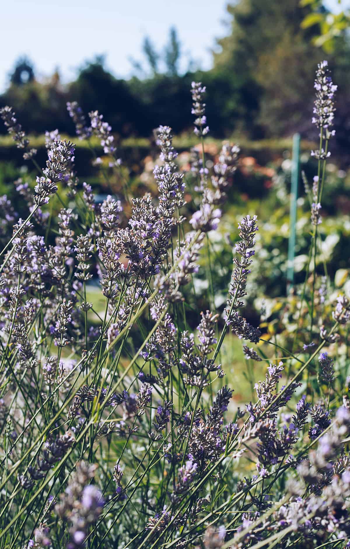 Lavendel Garten 