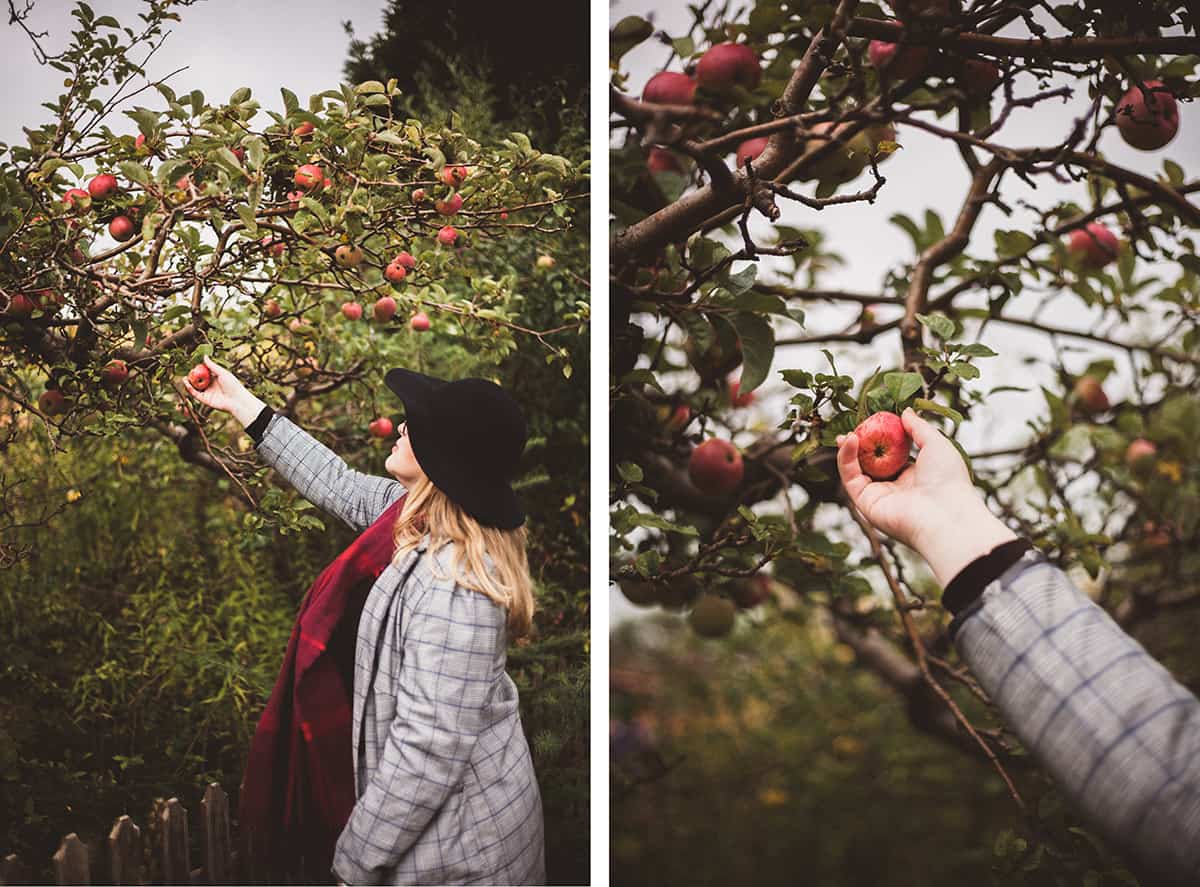 Apfelbaum Äpfel pflücken im Herbst