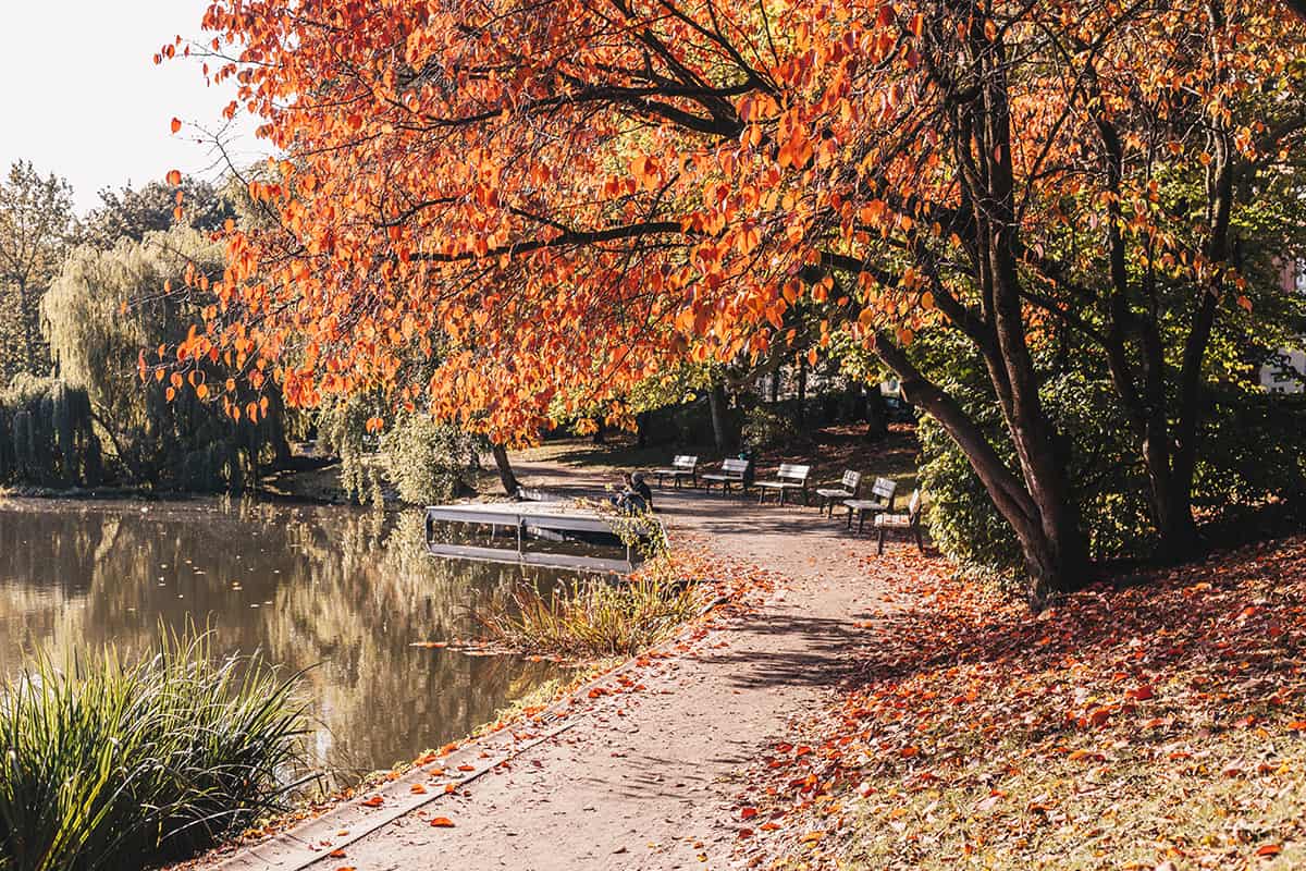 Herbstlaub Baum Schrevenpark Kiel