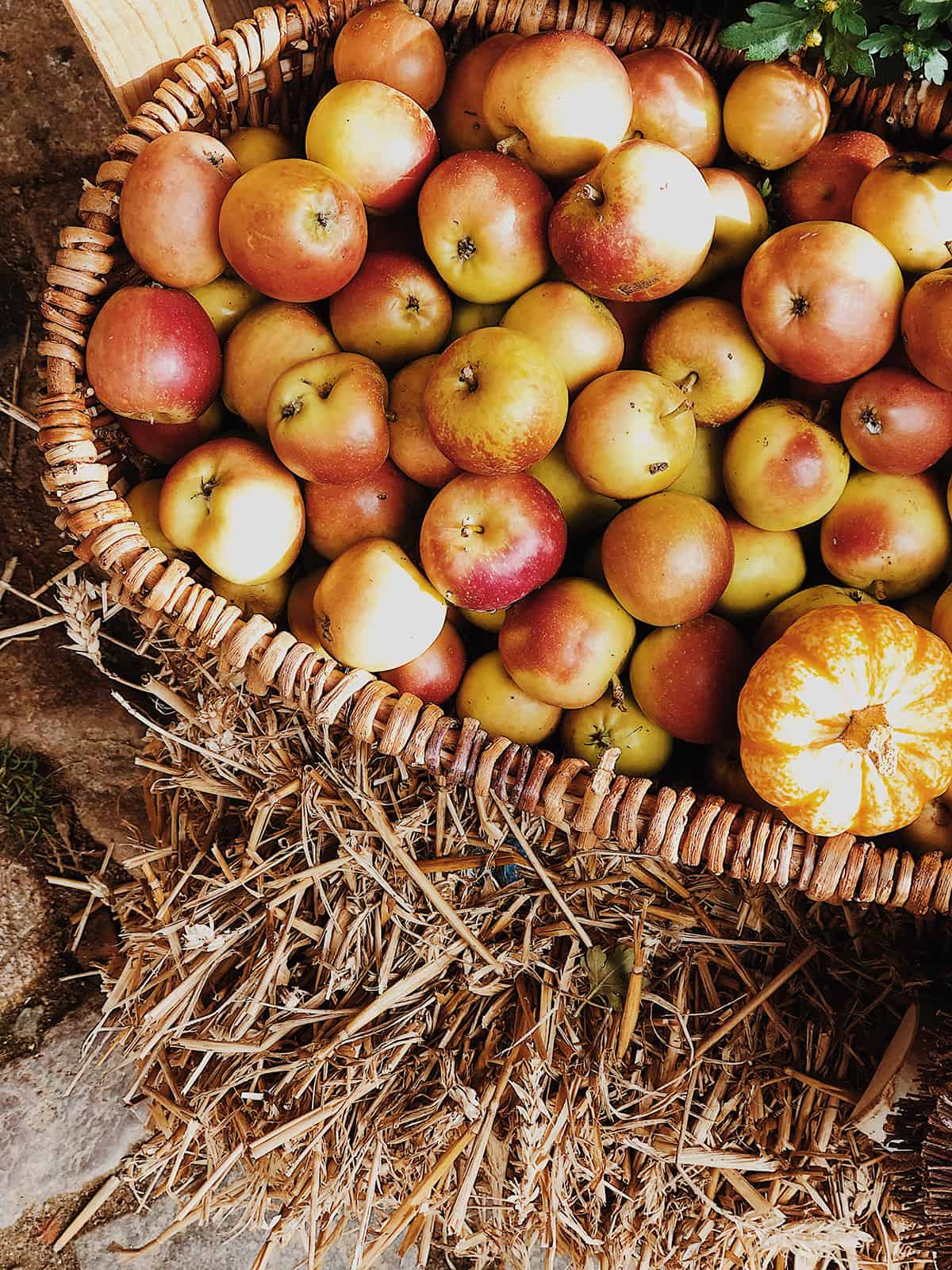 Herbstmarkt im Freilichtmuseum Molfsee