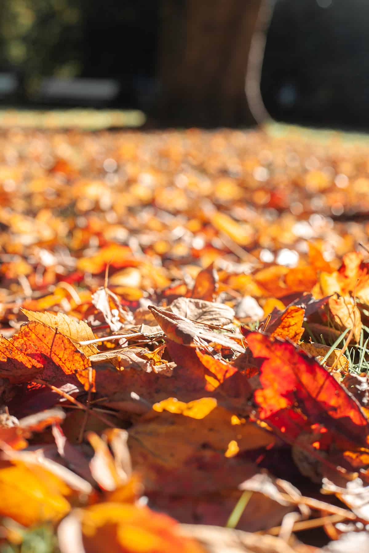 Herbstlaub Schrevenpark Kiel