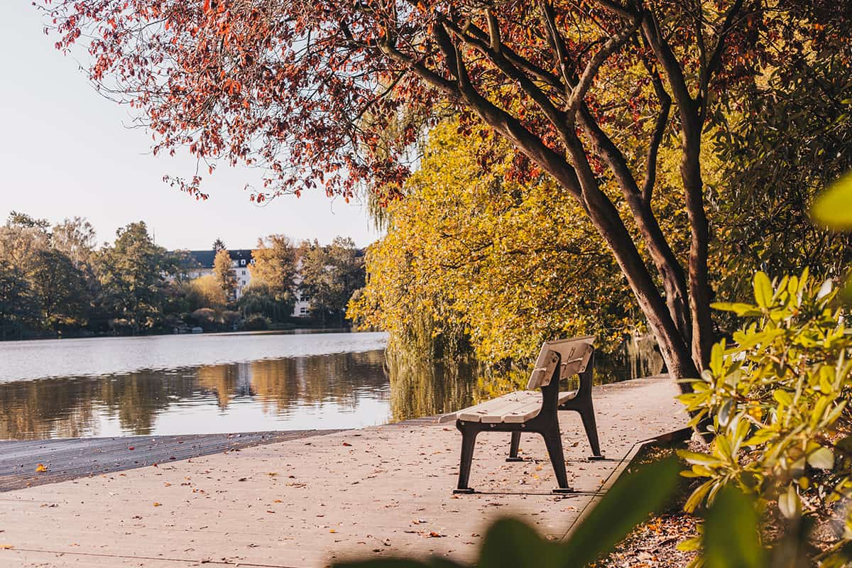 Herbstlaub Baum Schrevenpark Kiel Bank