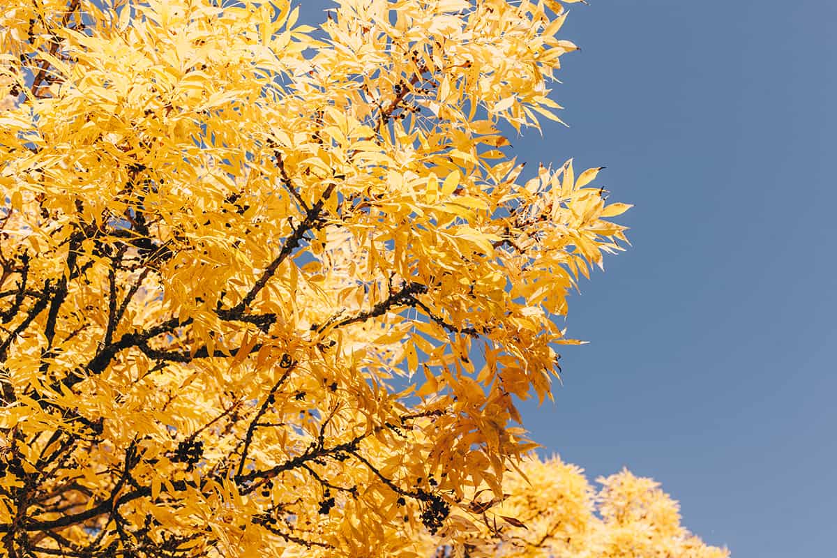 Herbstlaub Baum Schrevenpark Kiel