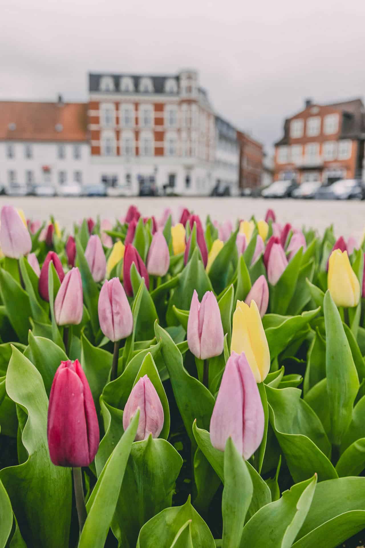 Der Rendsburger Paradeplatz, im Vordergrund bunte Tulpen