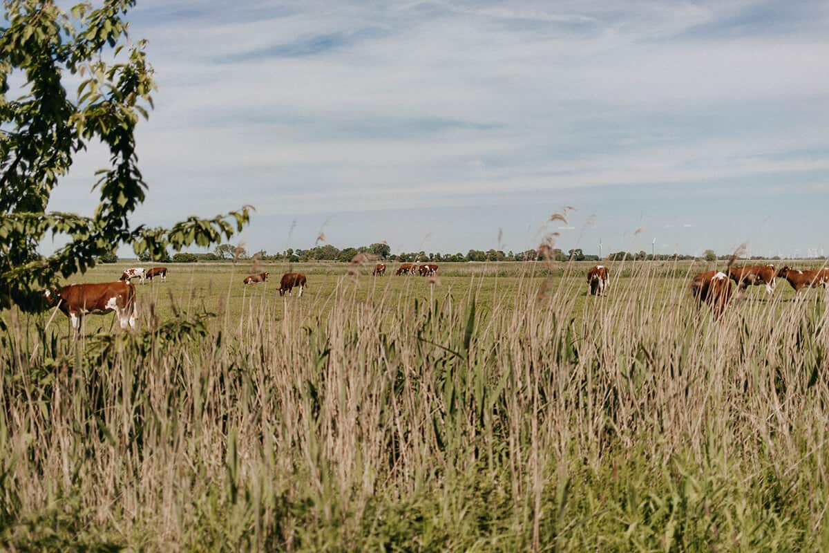 Kühe auf Wiese in Glückstadt