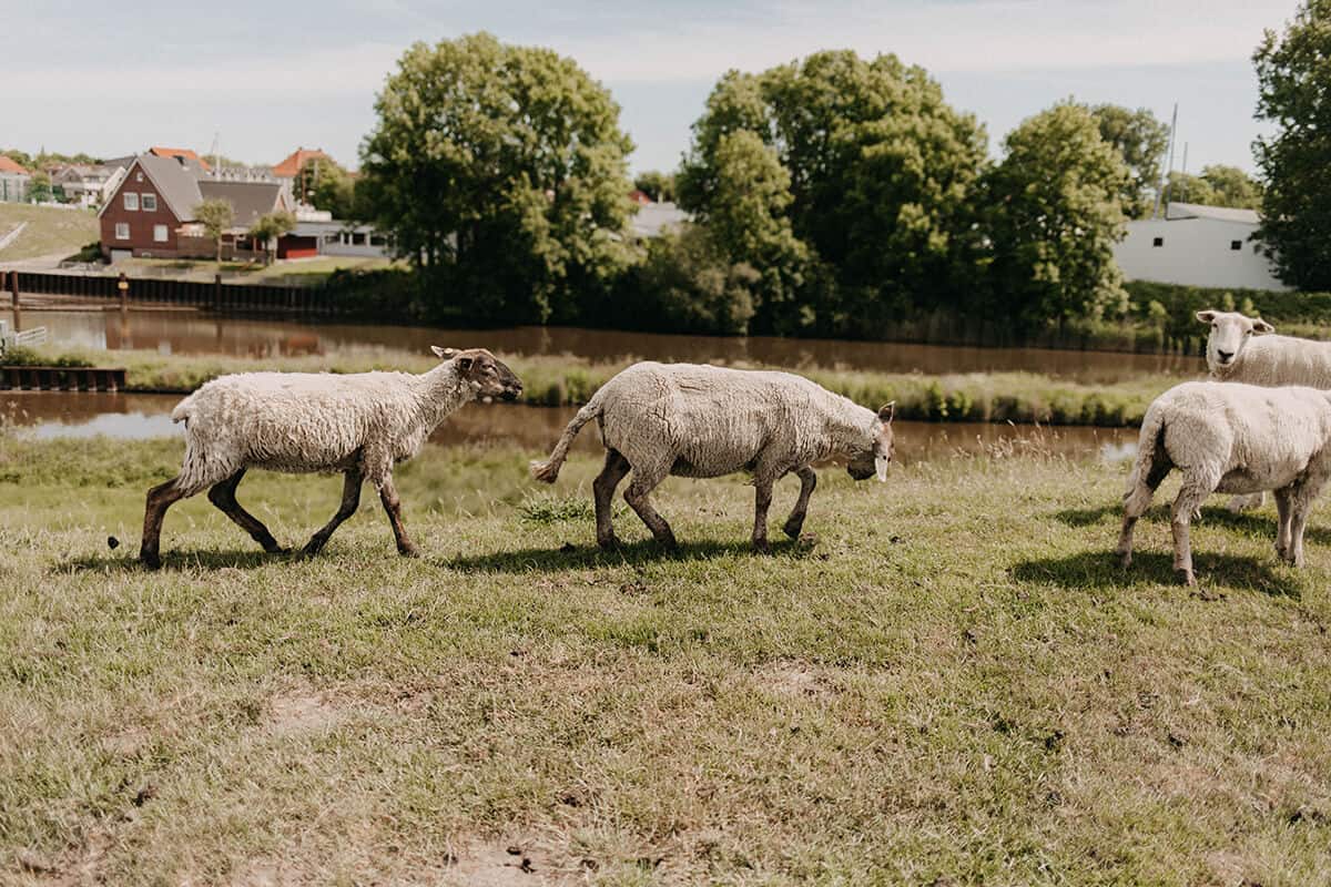 Schafe auf Deich in Glückstadt