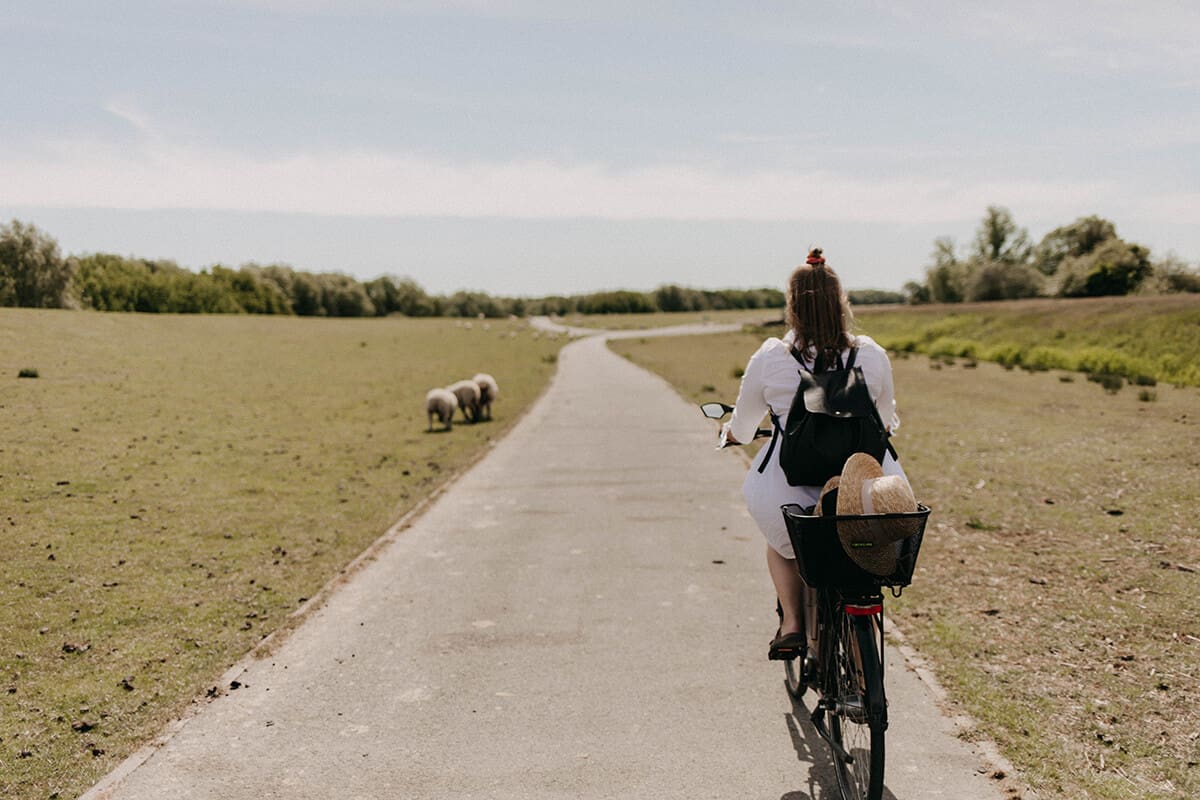 Fahrradtour mit Schafen auf dem Deich in Glückstadt