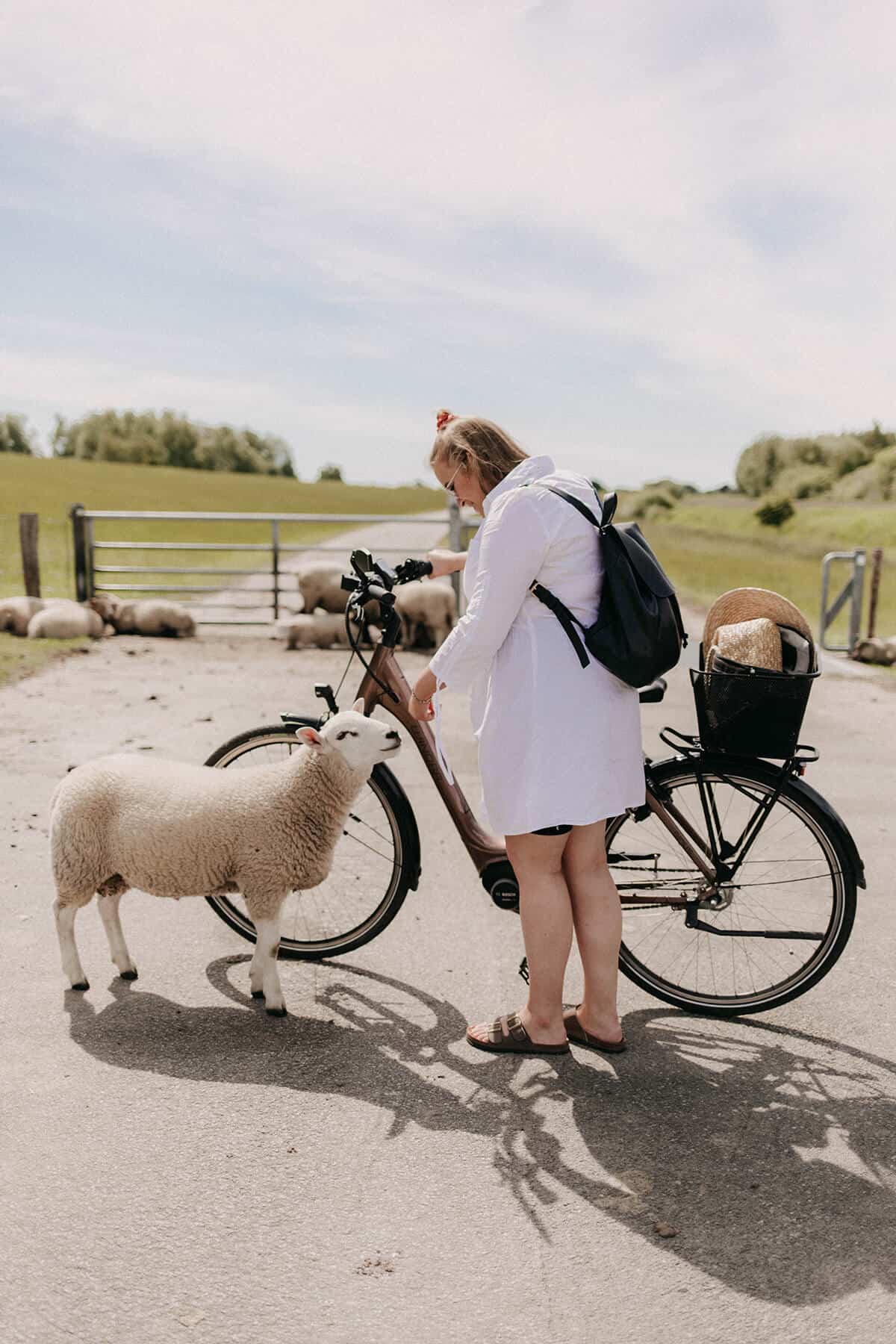 Frau streichelt Schaf